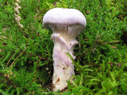 Cortinarius traganus