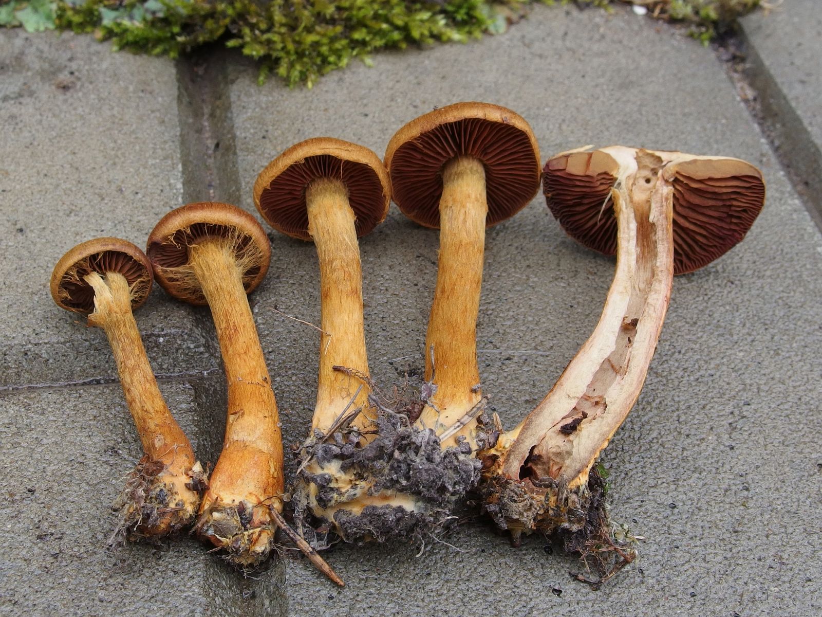 Cortinarius pseudofervidus MVK 20170730-06