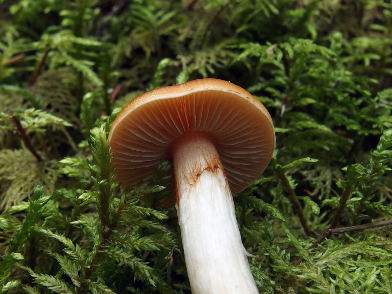 Thaxterogaster