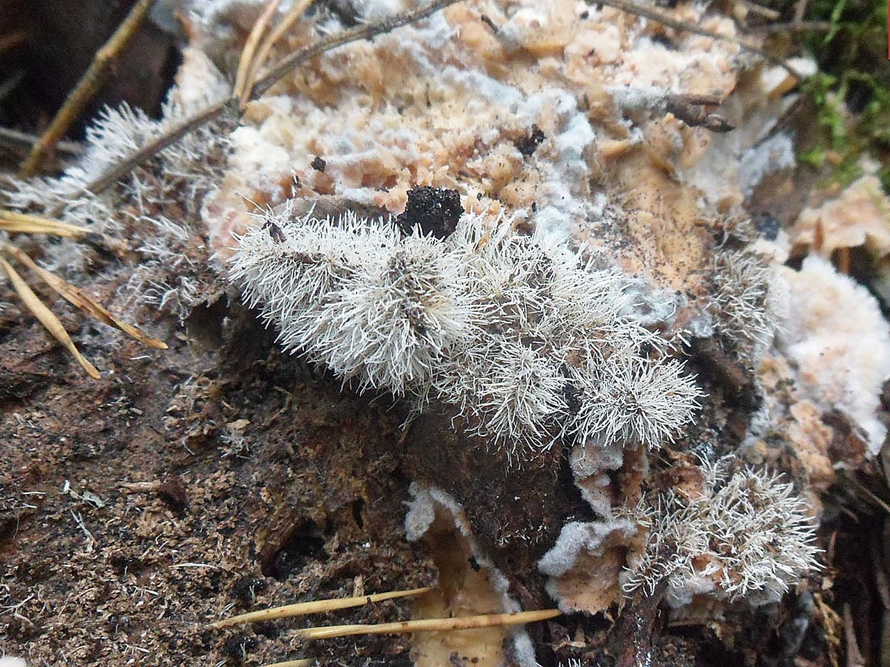 Tilachlidium