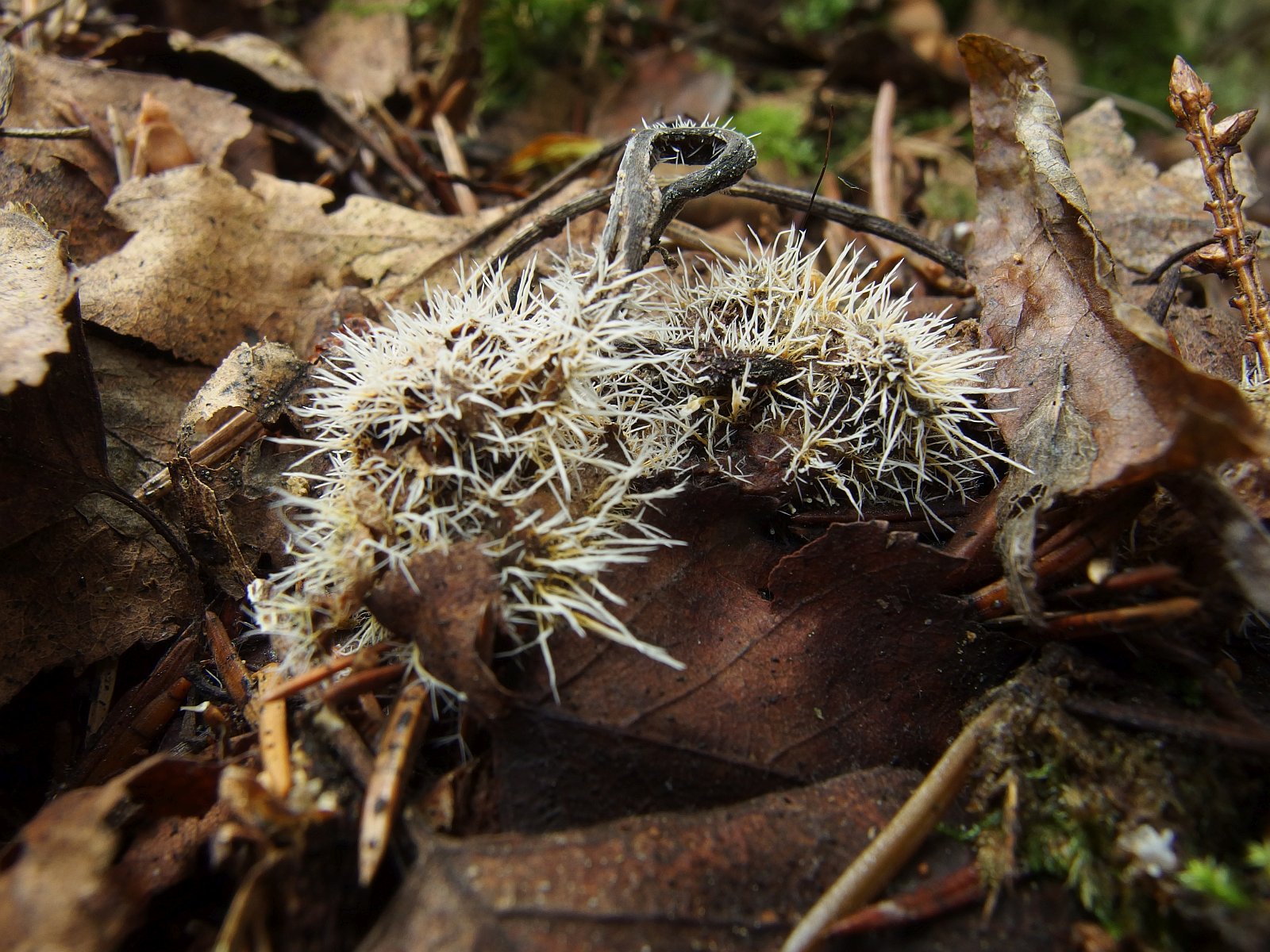 Tilachlidium brachiatum MVK 20140906-01L