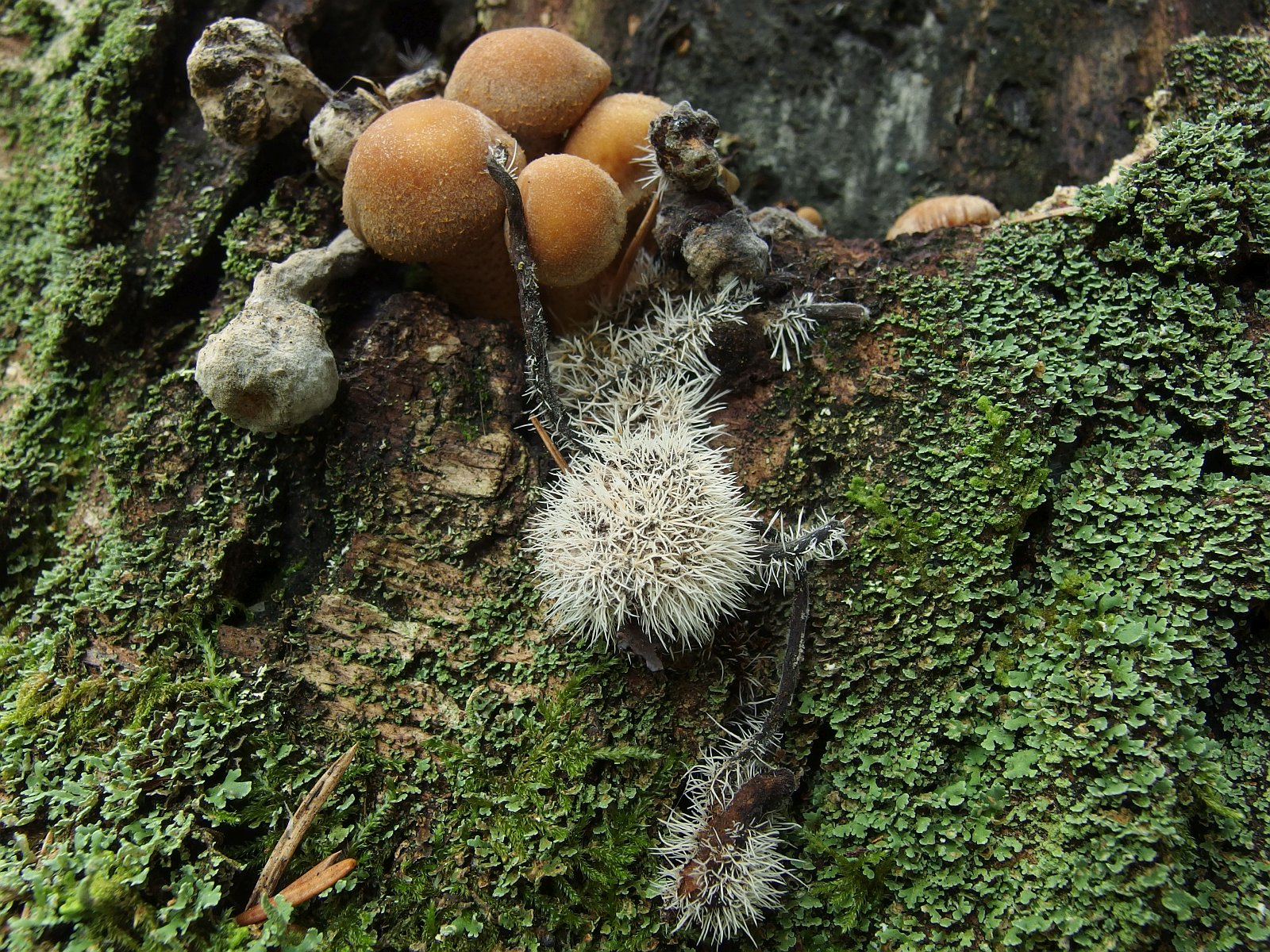 Tilachlidium brachiatum MVK 20140906-02L