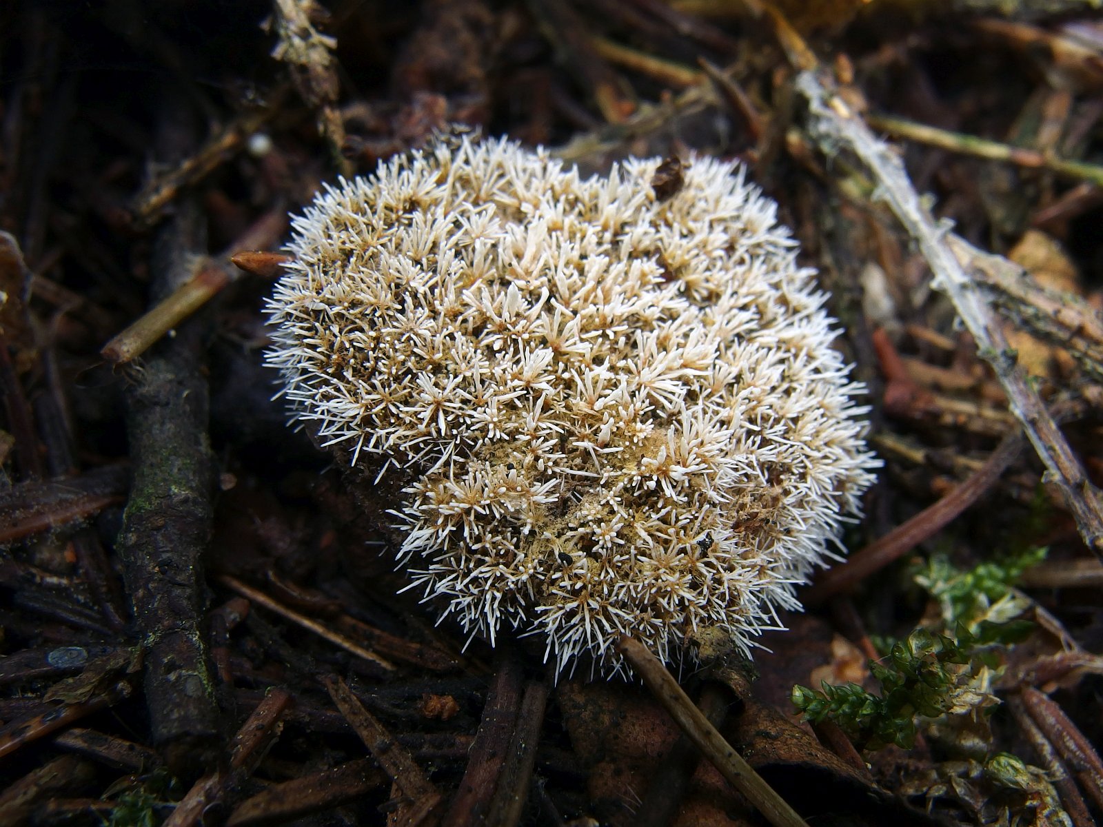 Tilachlidium brachiatum MVK 20140906-03L