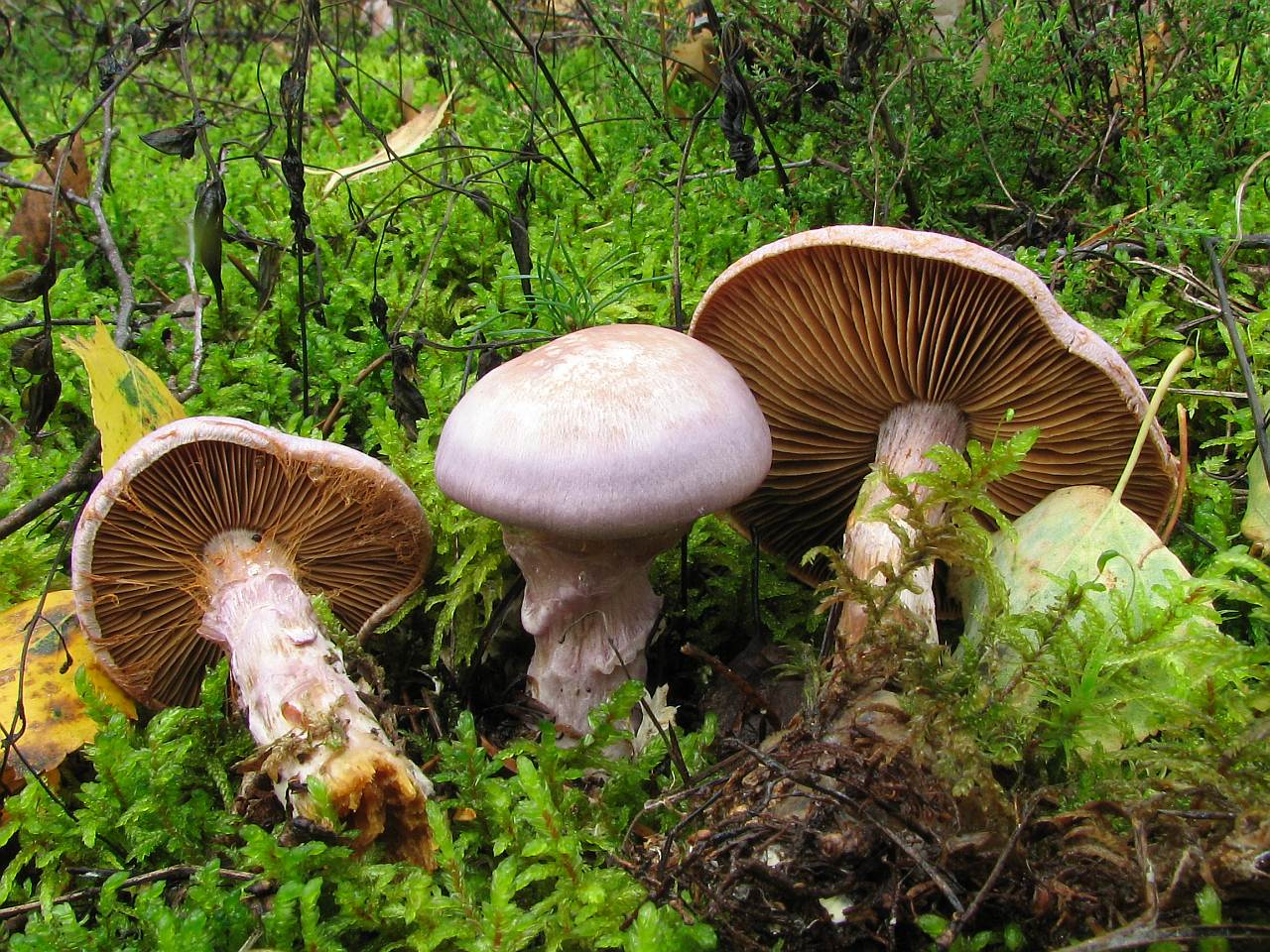 Cortinarius traganus