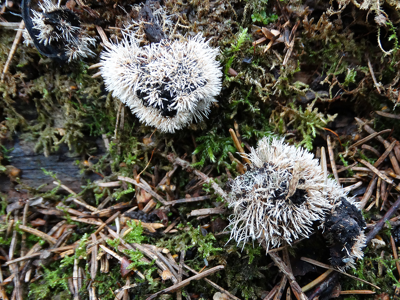 Tilachlidium brachiatum AMF 20190807-01