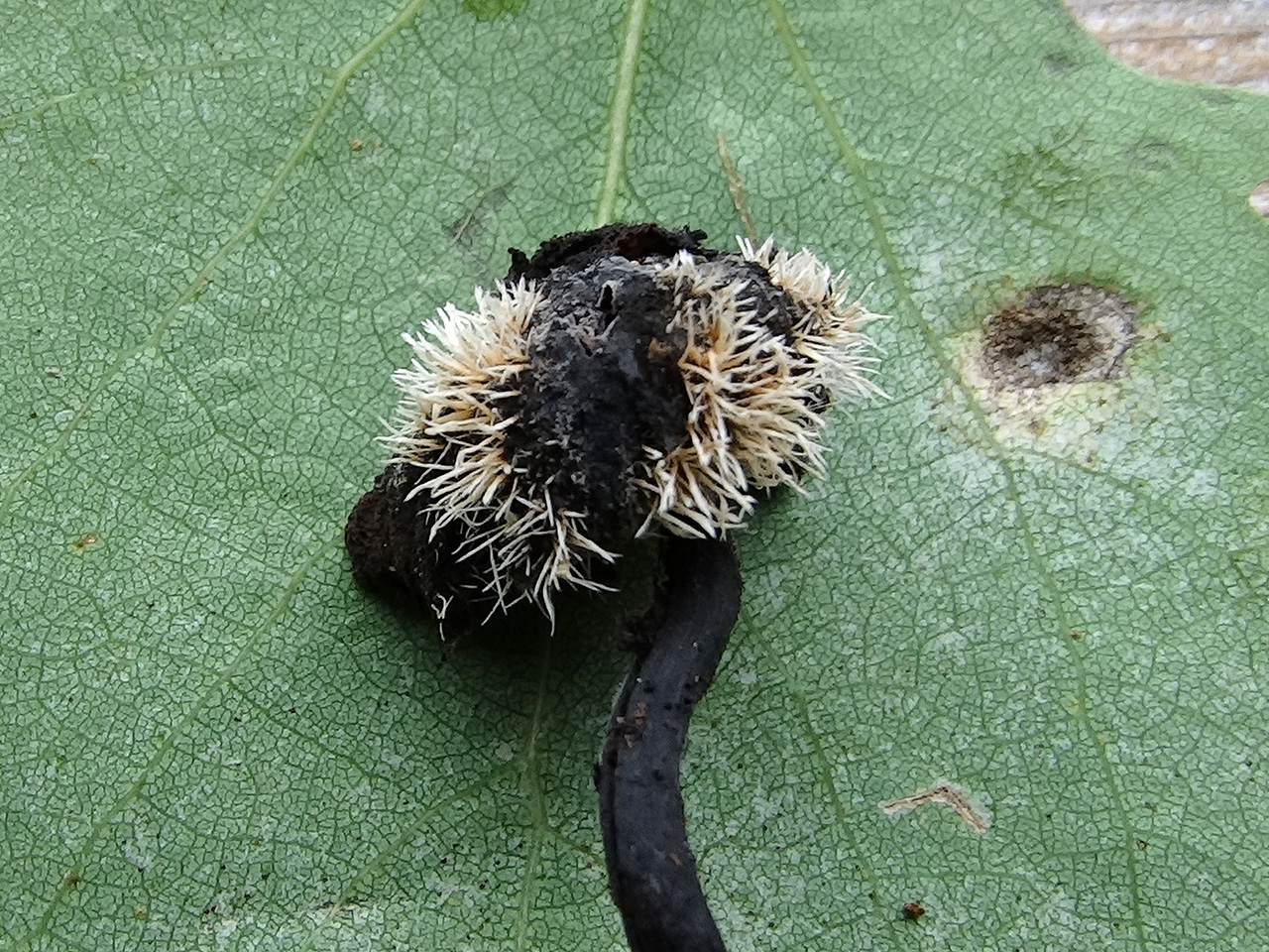 Tilachlidium brachiatum AMF 20190807-02
