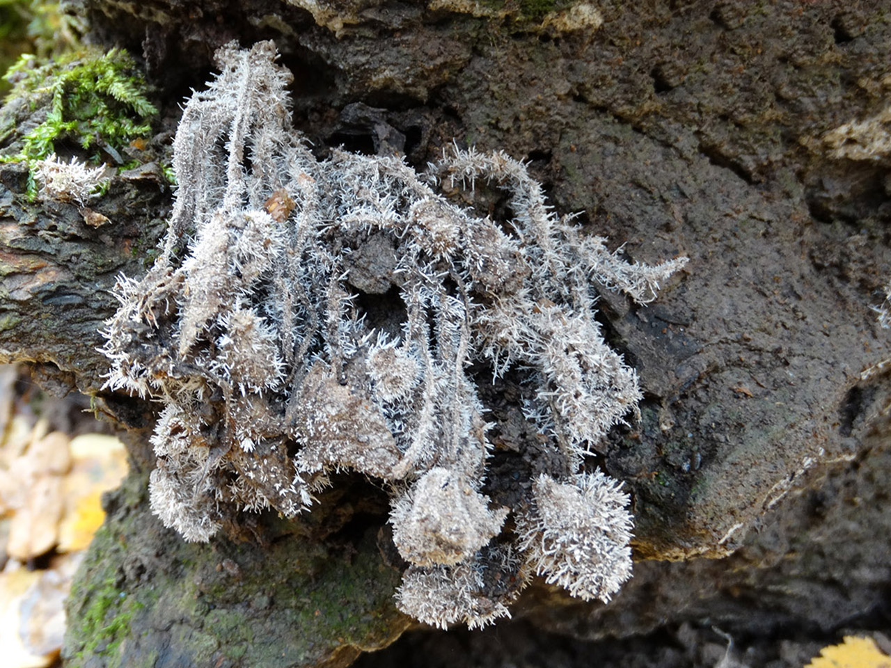 Tilachlidium brachiatum AMF 20191017-05
