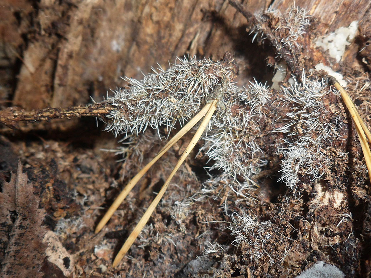 Tilachlidium brachiatum AMF 20190109-06