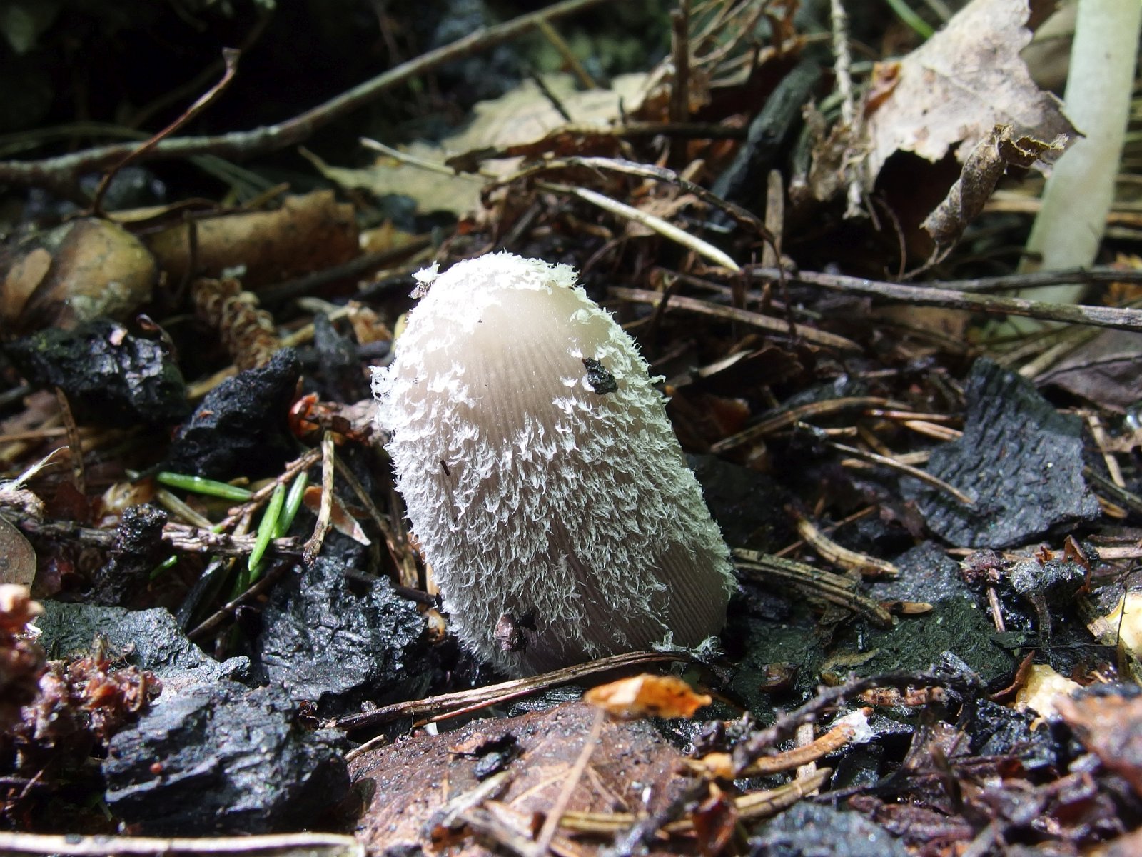 Coprinopsis lagopides MVK 20220618-03
