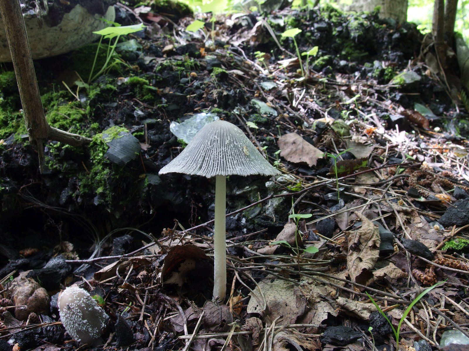 Coprinopsis lagopides MVK 20220618-02