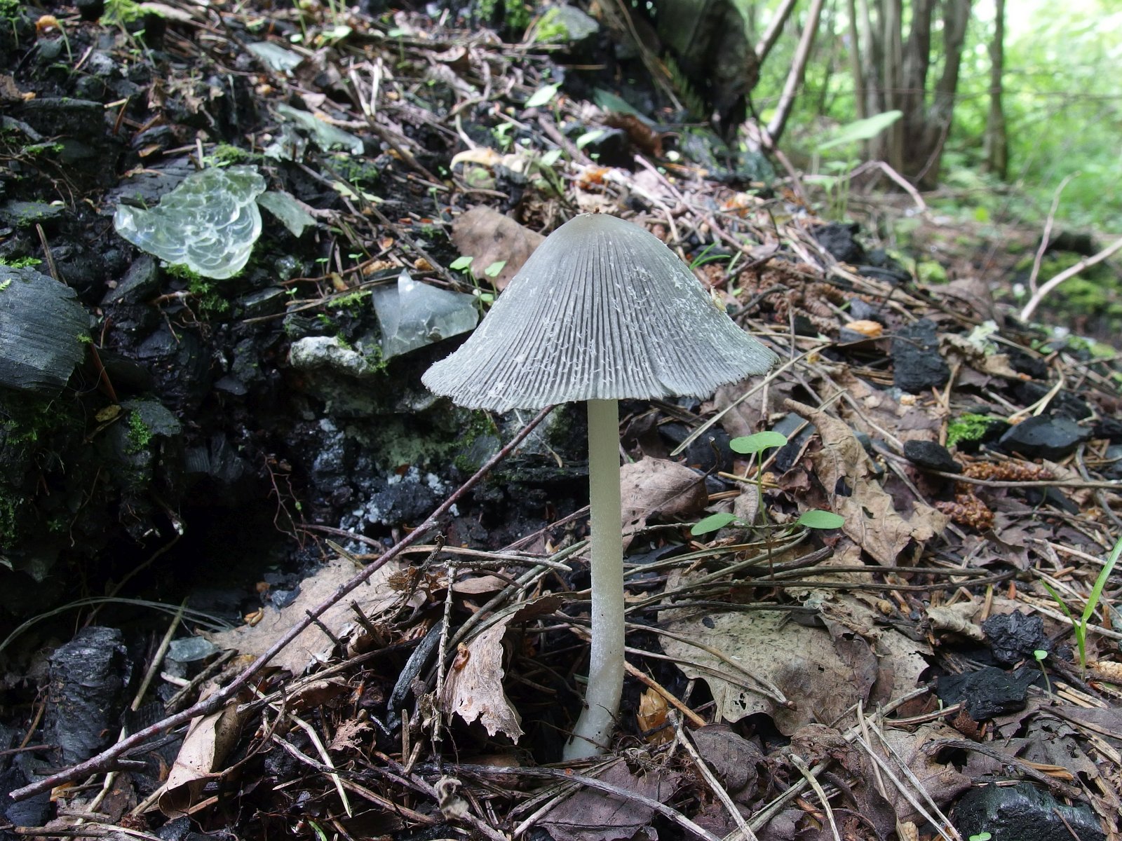 Coprinopsis lagopides MVK 20220618-01