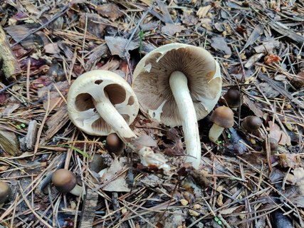 Agrocybe praecox MVK 20220618-04