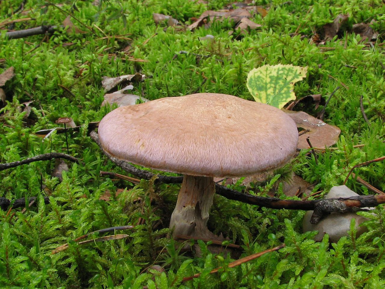 Cortinarius traganus