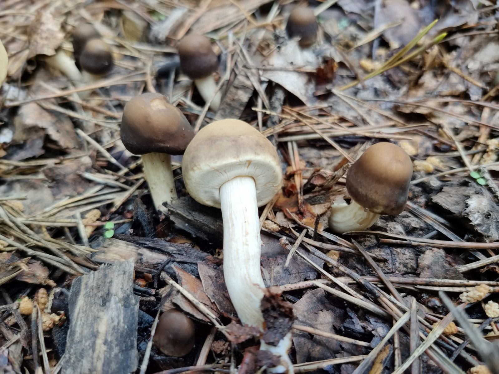 Agrocybe praecox MVK 20220618-02
