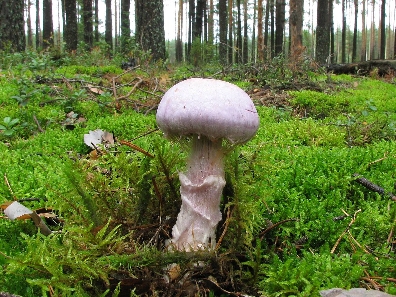 Cortinarius traganus