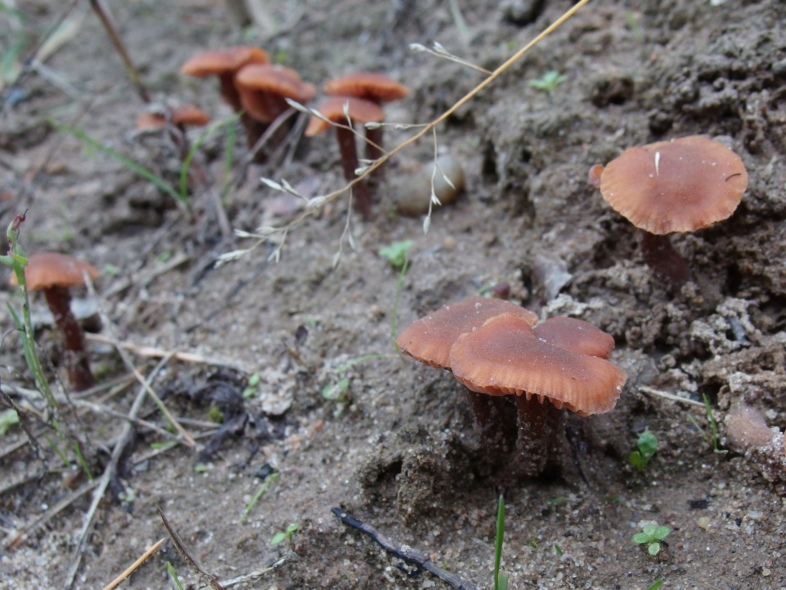Laccaria laccata MVK 20220930-01