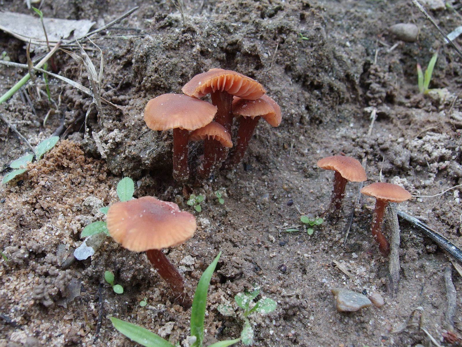 Laccaria laccata MVK 20220930-02