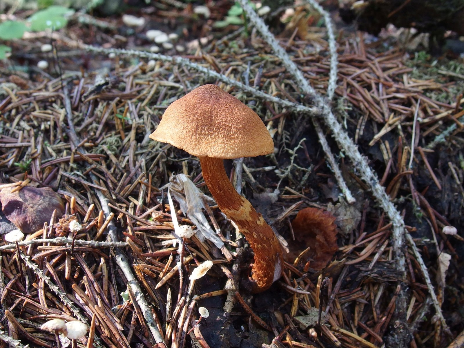 Cortinarius speciosissimus MVK 20220801-03