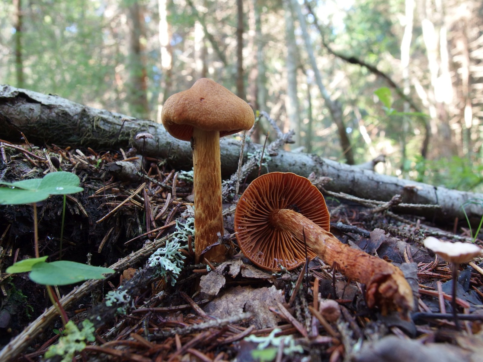Cortinarius speciosissimus MVK 20220801-05