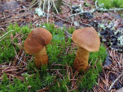 Cortinarius speciosissimus MVK 20220801-01