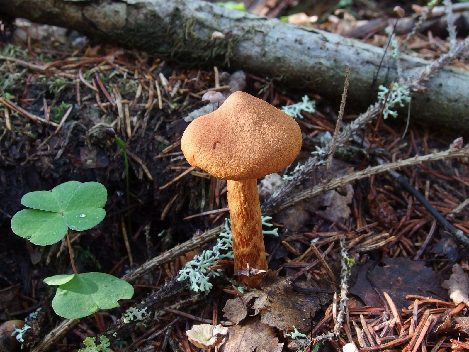 Cortinarius speciosissimus MVK 20220801-02