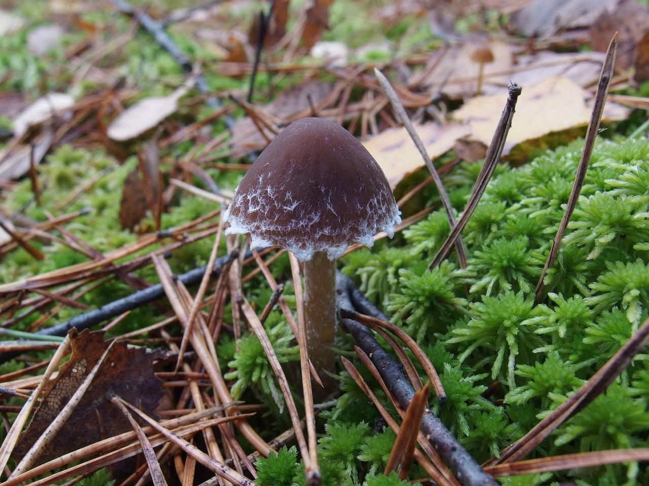 Conocybe vestita