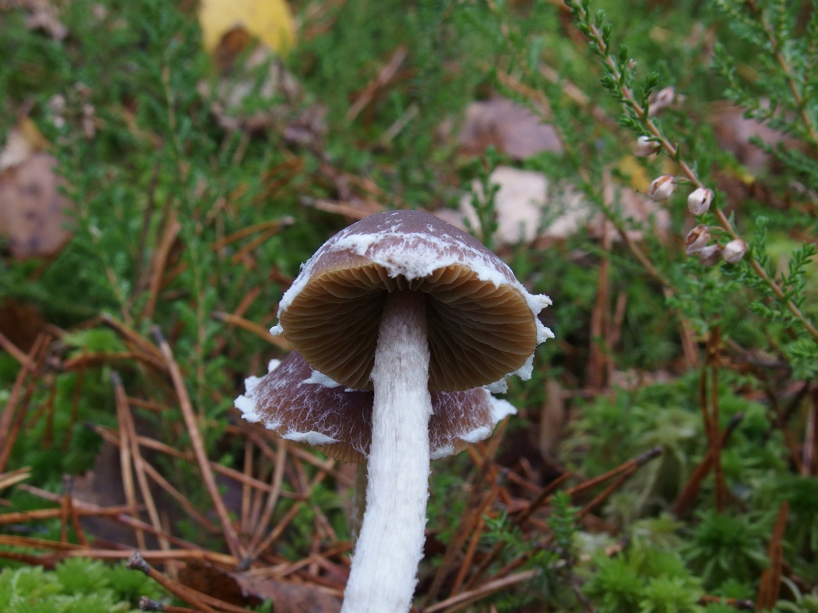 Conocybe vestita MVK 20221008-04