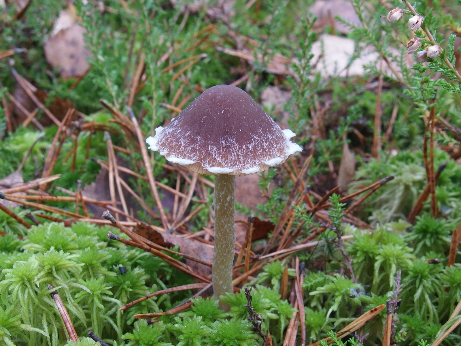 Conocybe vestita MVK 20221008-02