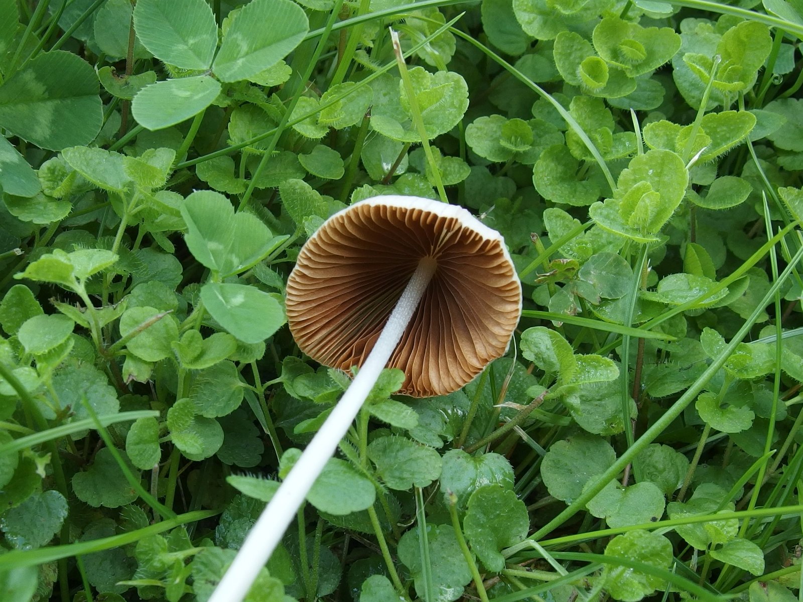 Conocybe apala MVK 20220814-02