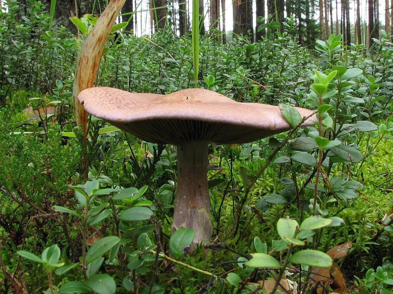 Cortinarius traganus
