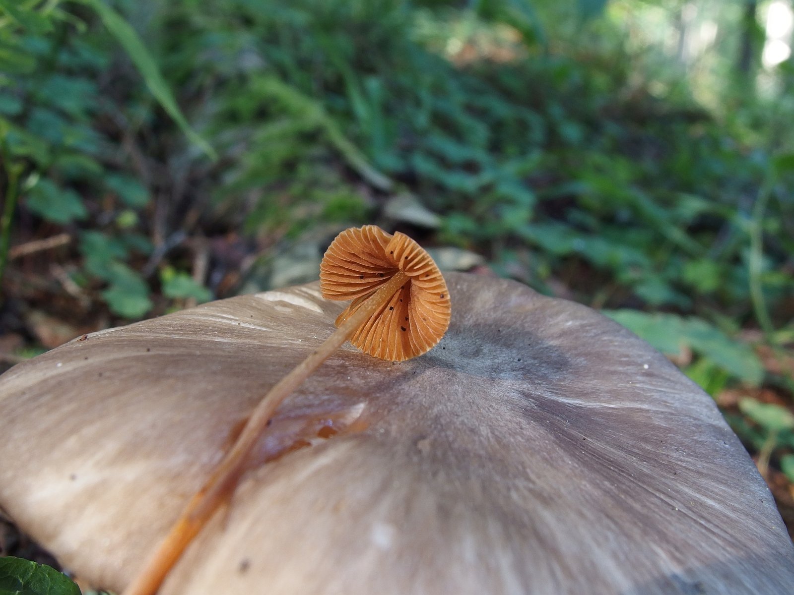 Conocybe cf tenera MVK 20220801-02