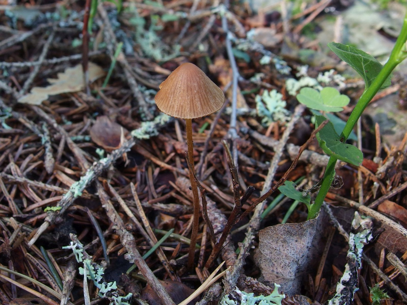 Conocybe cf tenera MVK 20220801-01