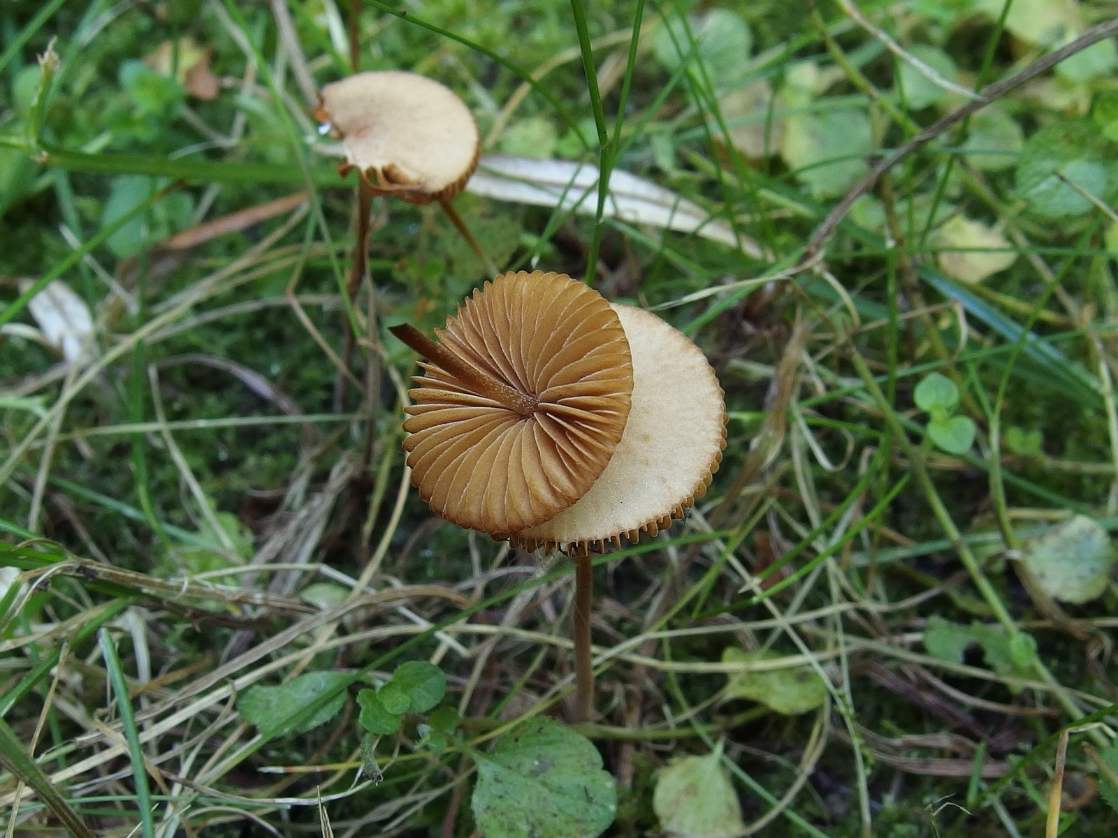 Conocybe tenera MVK 20220814-03