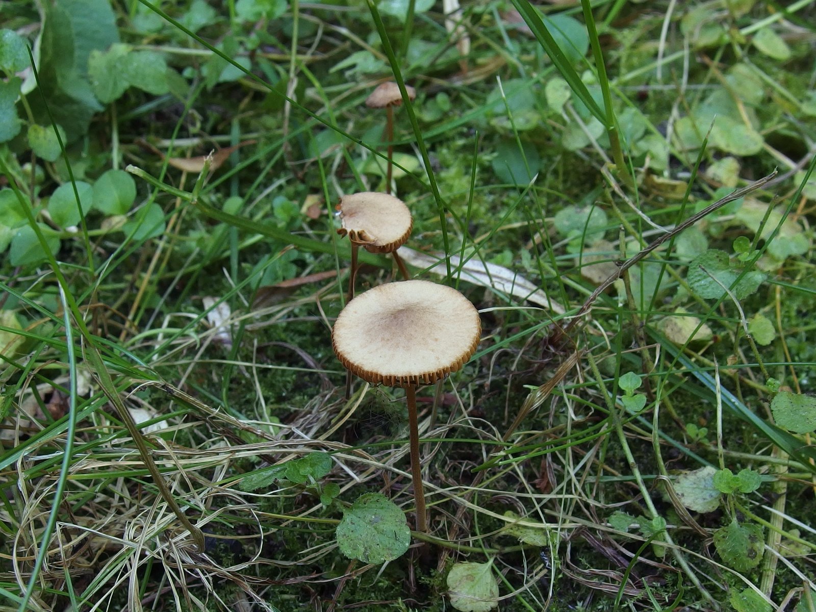 Conocybe tenera MVK 20220814-02