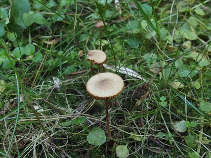 Conocybe tenera MVK 20220814-02