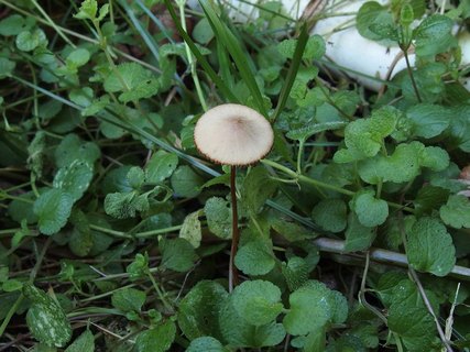 Conocybe tenera MVK 20220814-01