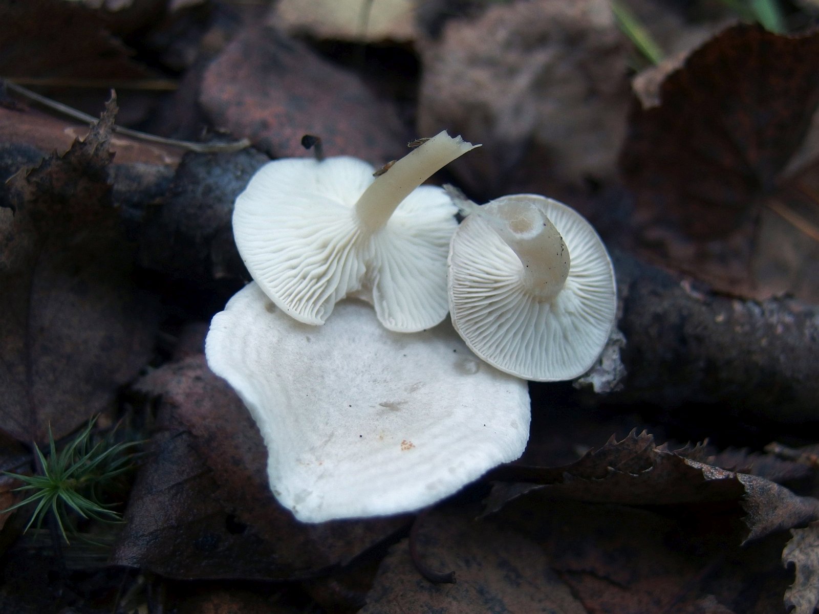 Clitocybe dealbata MVK 20220930-01