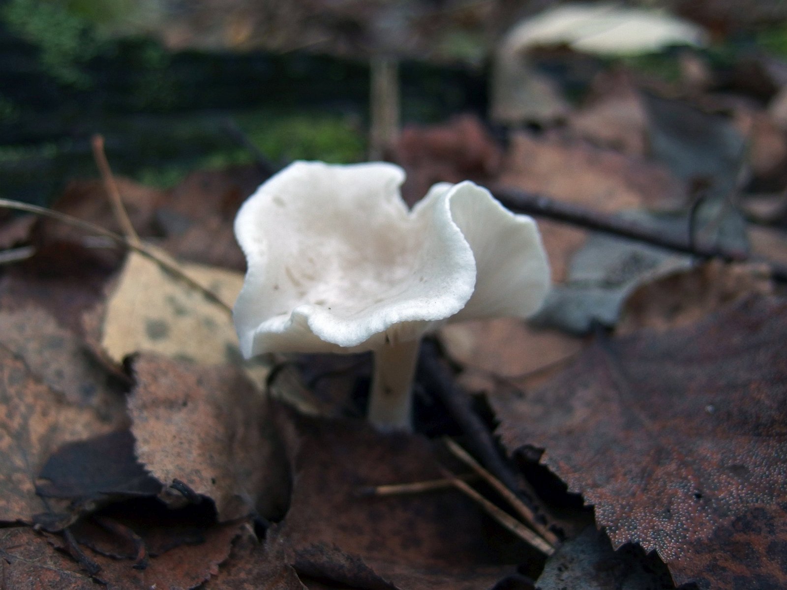 Clitocybe dealbata MVK 20220930-06