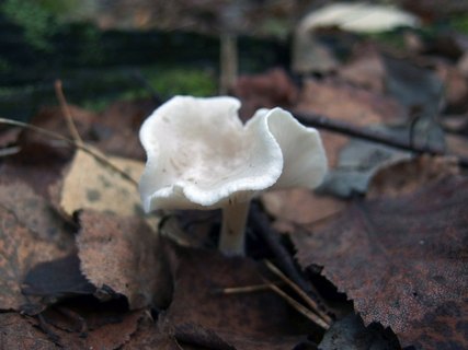 Clitocybe dealbata MVK 20220930-06