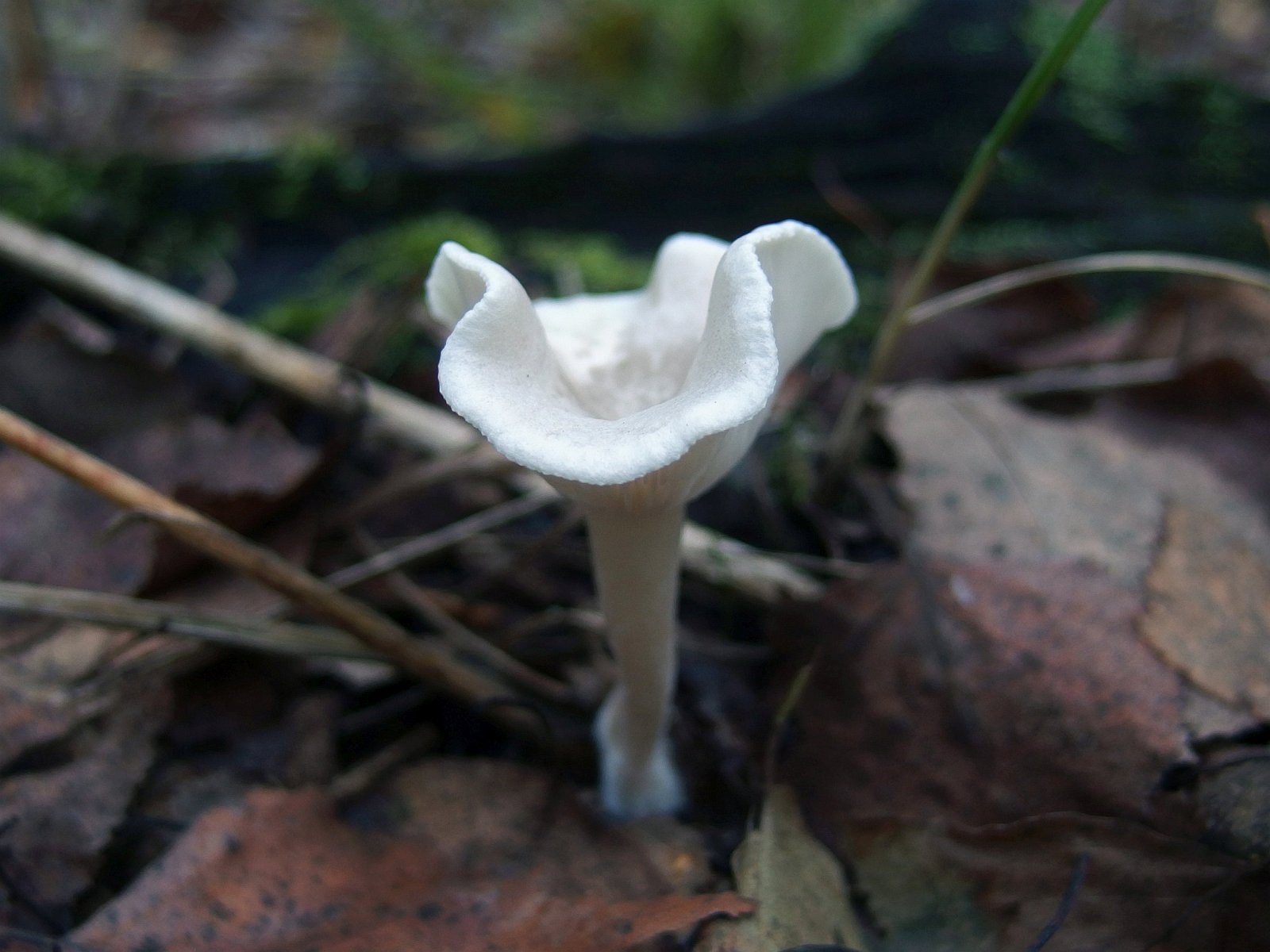 Clitocybe dealbata MVK 20220930-05