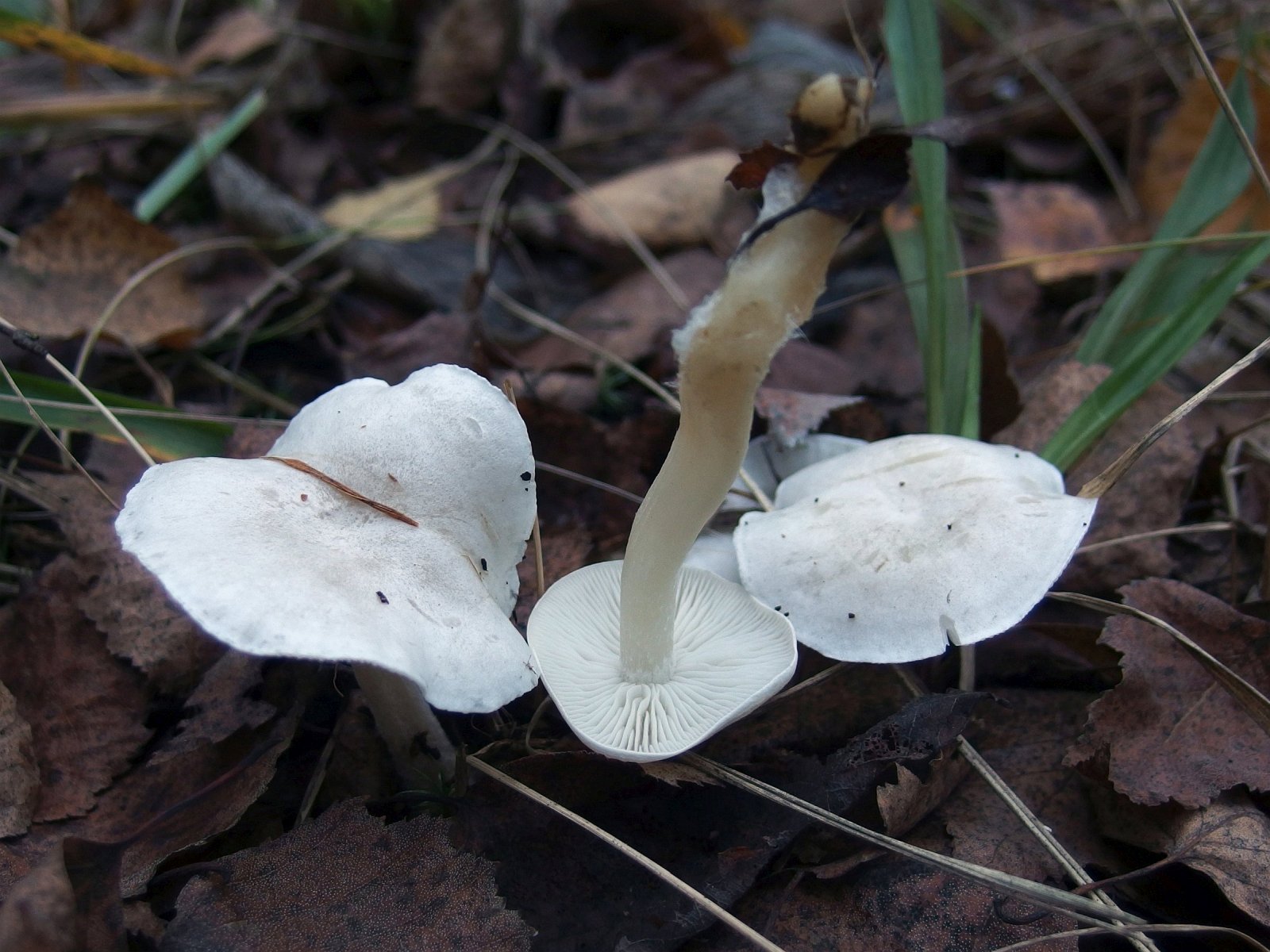 Clitocybe dealbata MVK 20220930-04