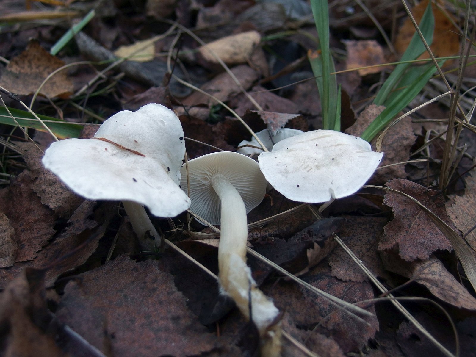 Clitocybe dealbata MVK 20220930-03