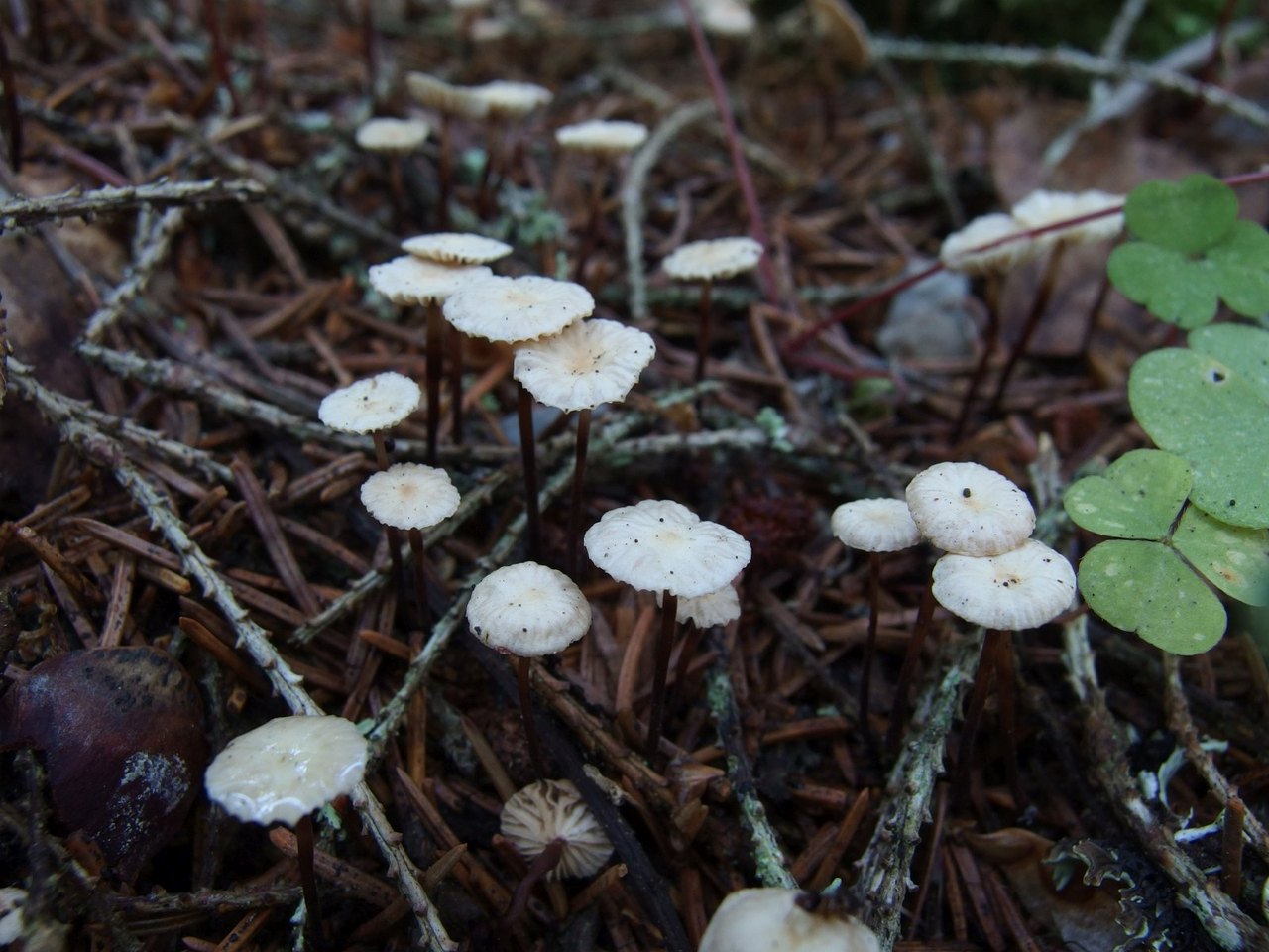 Marasmius wettsteinii