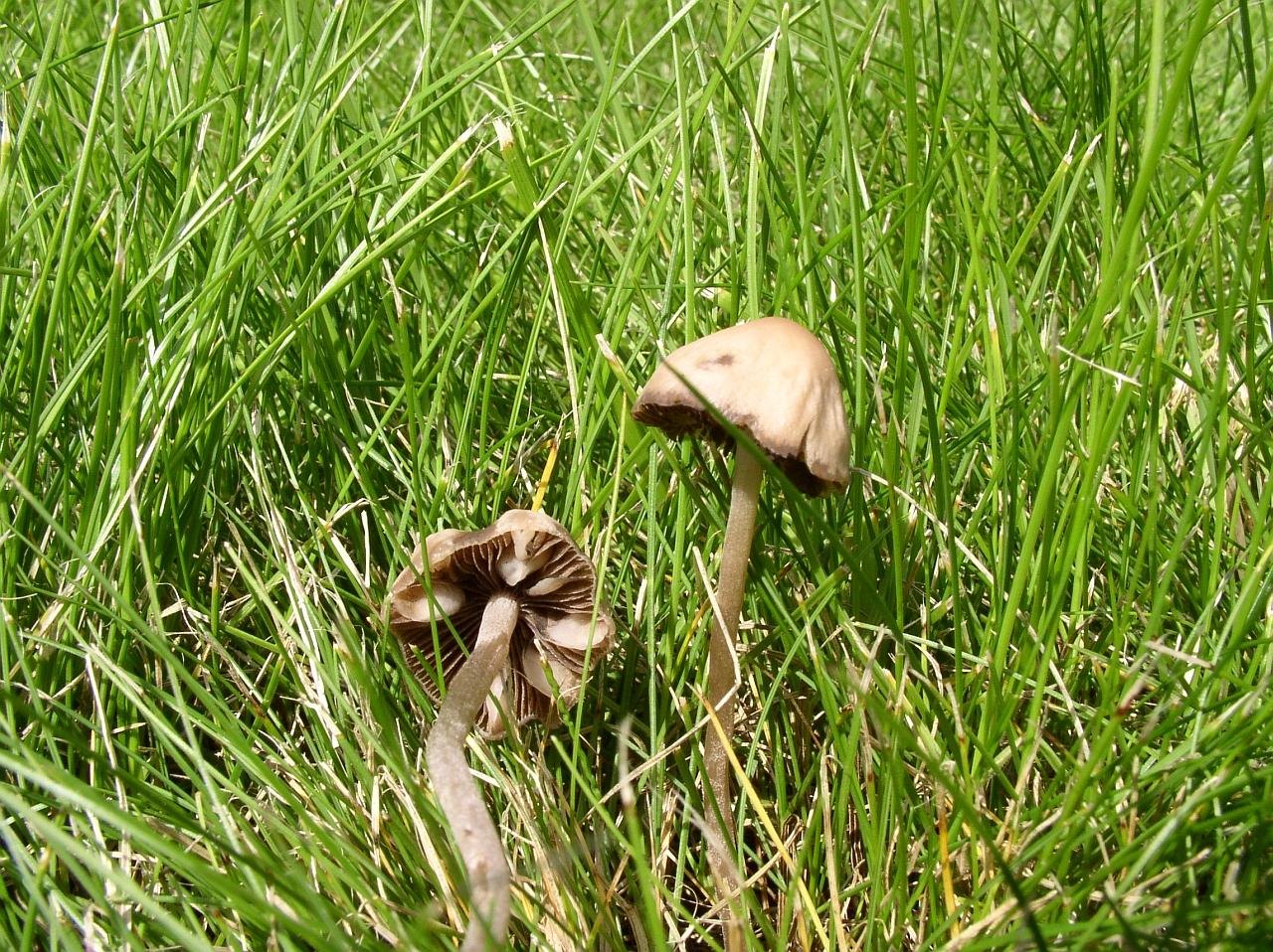 Panaeolina