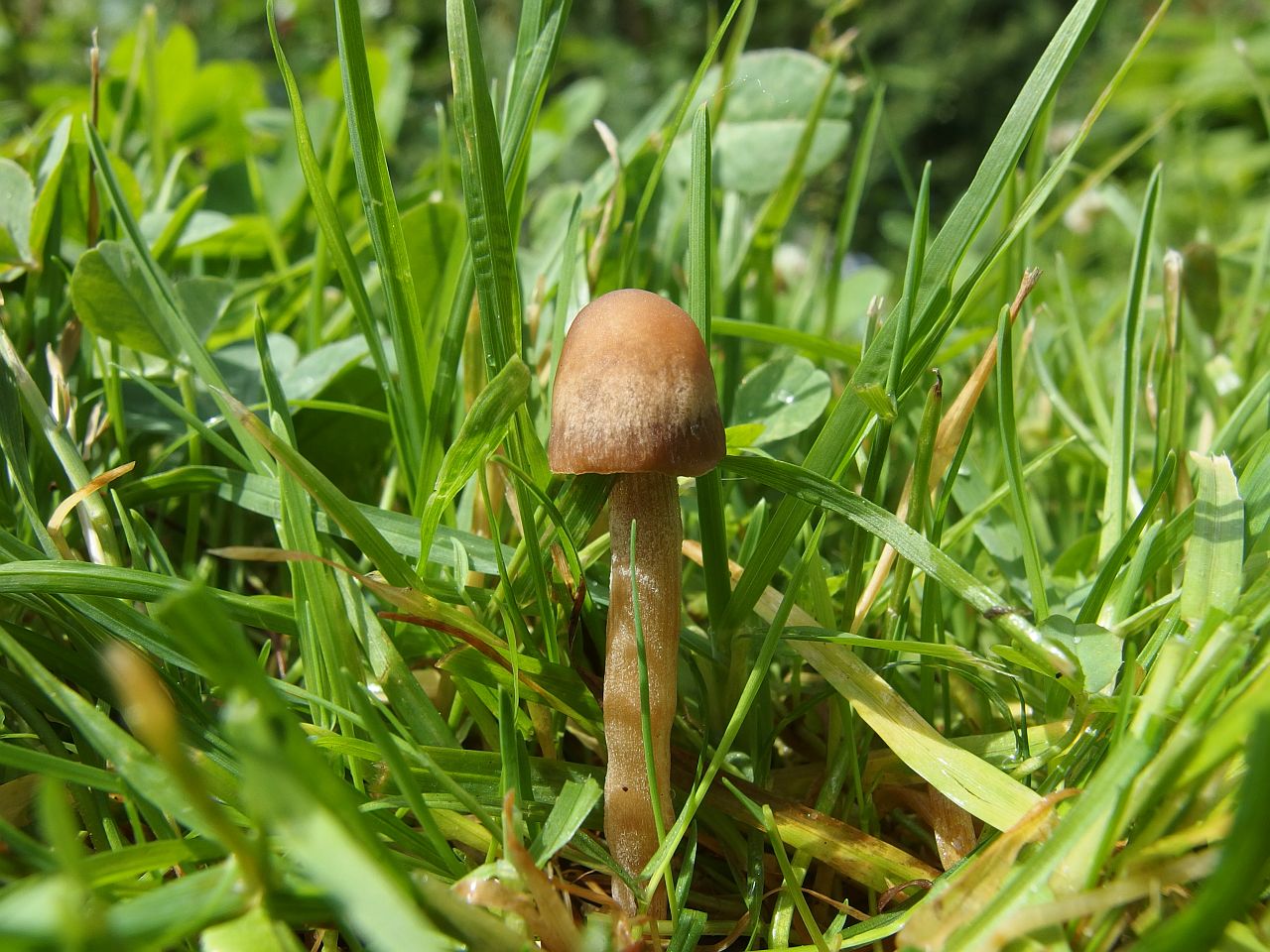 Panaeolina foenisecii MVK 20140614-01