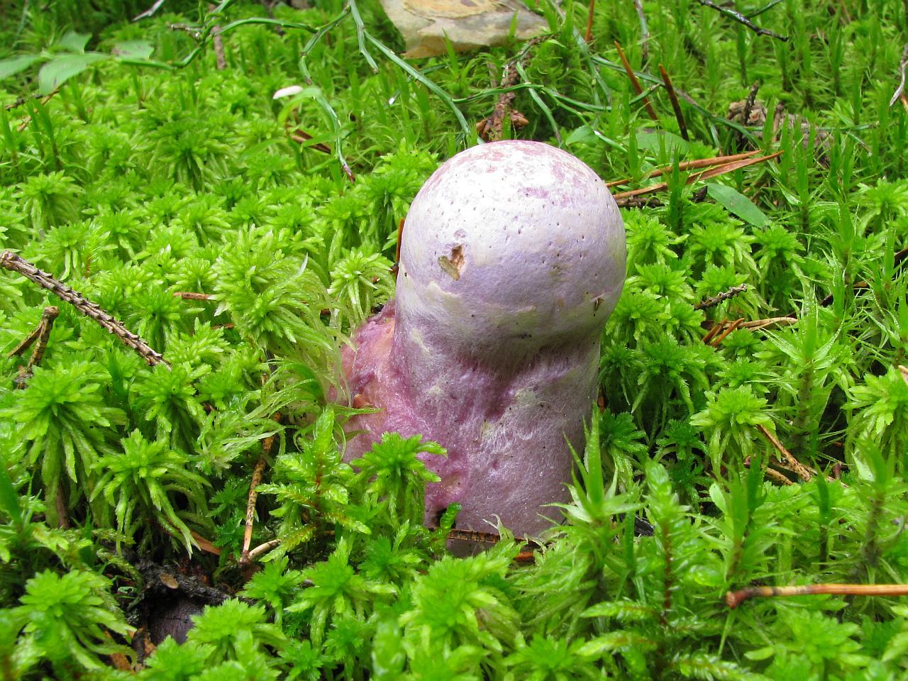 Cortinarius traganus