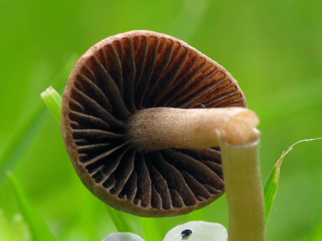 Panaeolina foenisecii MVK 20090628-04