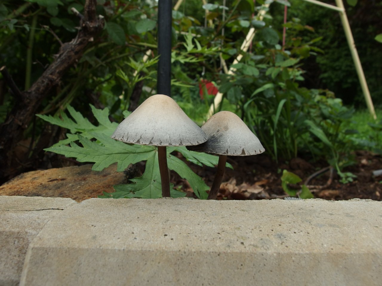 Panaeolus subbalteatus MVK 20150531-02