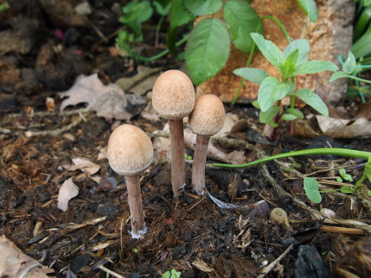 Panaeolus subbalteatusMVK 20150531-04