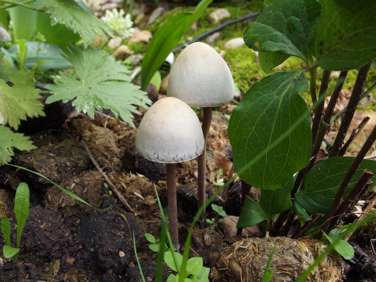 Panaeolus subbalteatus MVK 20150531-07